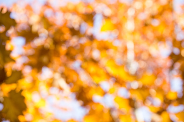 Autumnal natural bokeh with sun for background or backdrop