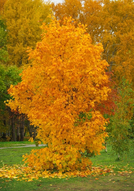 Parco autunnale autunno alberi e foglie cadono