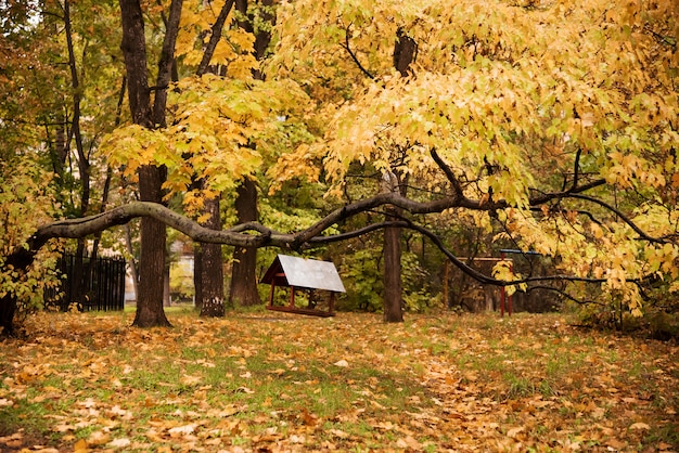 Photo autumnal park. autumn trees and leaves.