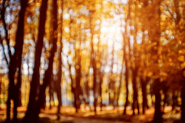 Autumnal park. Blurred background. Bright colorful bokeh.