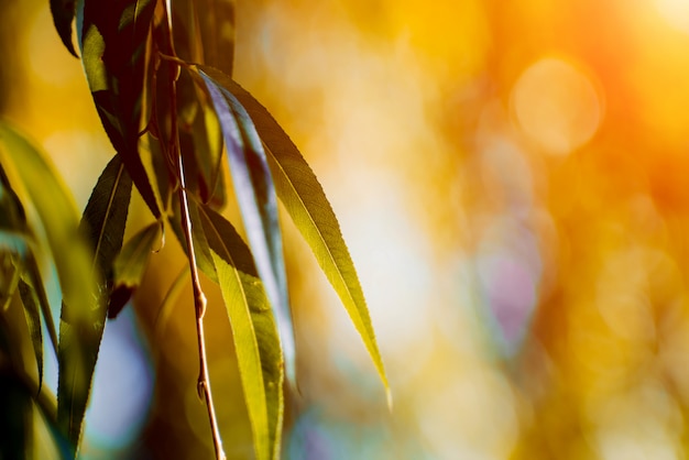 Autumnal park. Bright colorful bokeh.