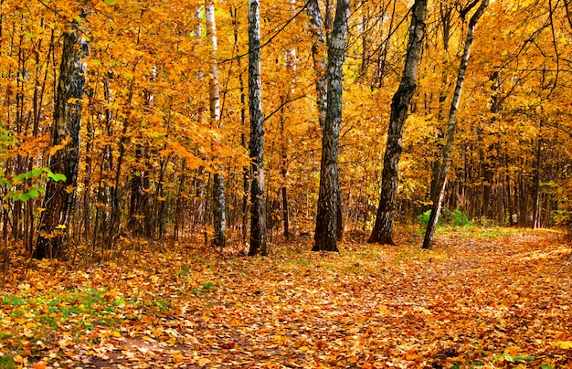 Foto foresta autunnale del parco