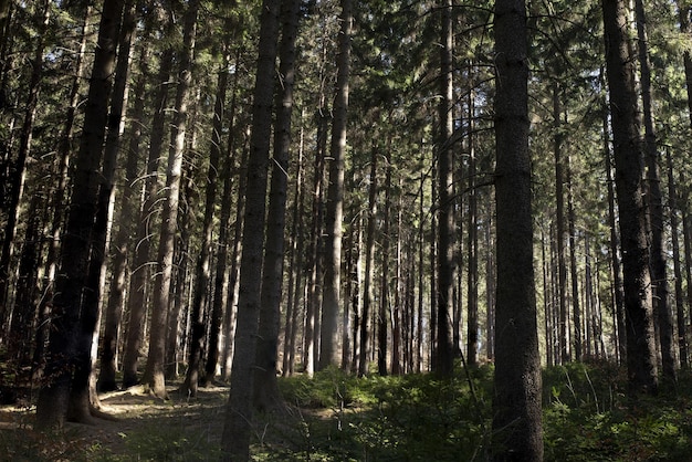 Autumnal pine forest tall young trunks of pine and some bright leaves among them