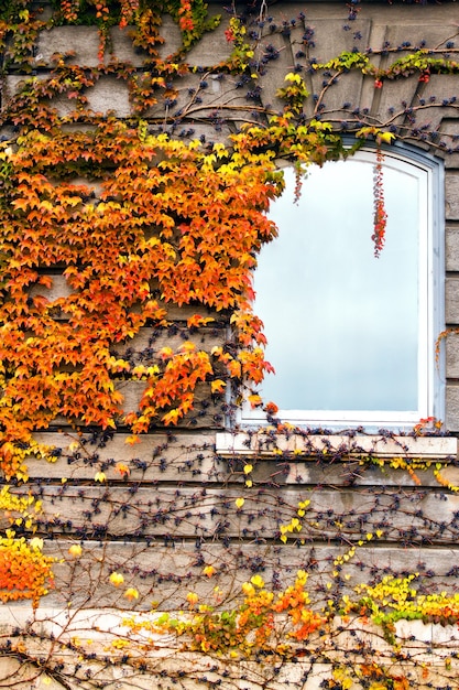 Autumnal plant on a wall with window