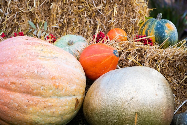 Autumnal pumpkins against the background of straw. Thanksgiving and Halloween celebration.