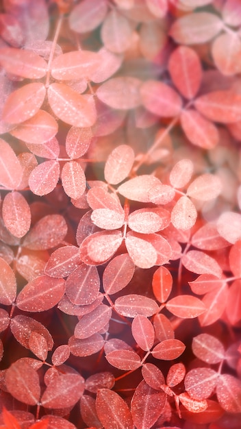 Autumnal red leaves background