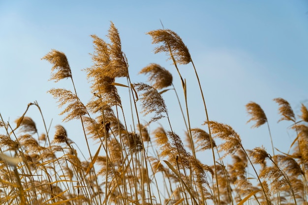 Autumnal reeds swaying in the wind with a sky background