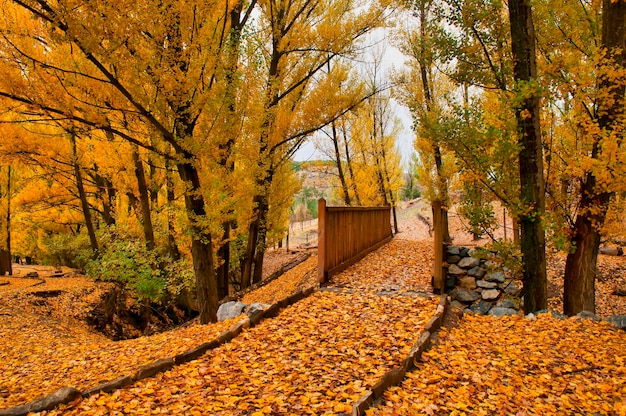 Autumnal trail in the casas de don diego in the sierra de baza\
natural park