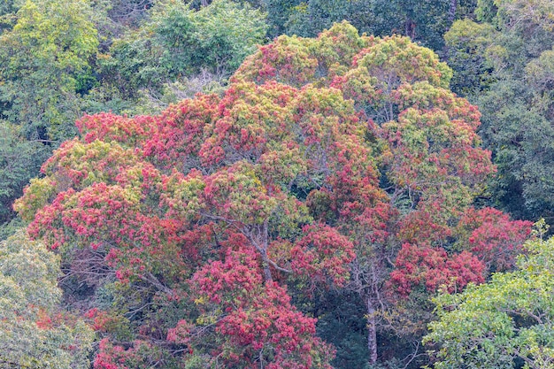 タイ北部の紅葉空中写真