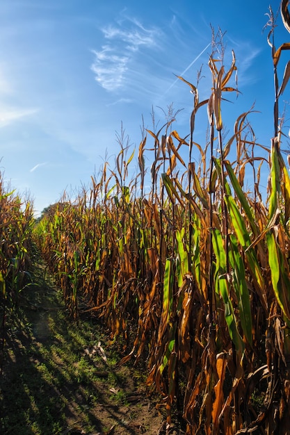 Campo di grano appassito autunnale con pannocchie