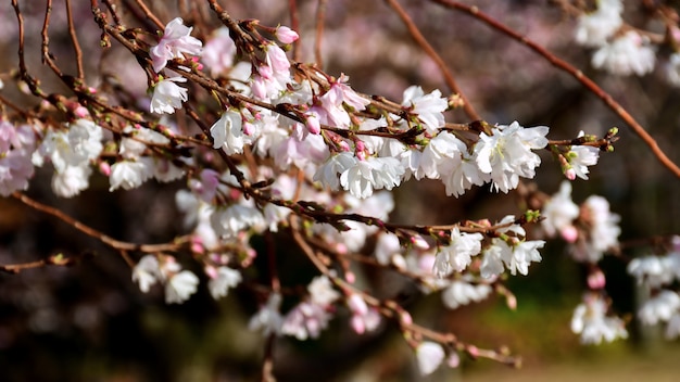 Autumnalis Makino bloeien Kenrokuen Park.