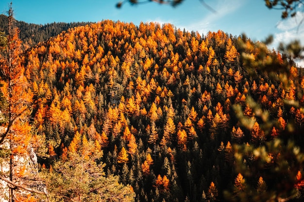 Autumnconiferous forest trees Rainforest ecosystem and healthy environment concept Blue sky Sunny day Slovakia jasna