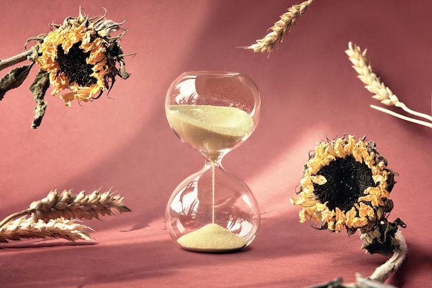 Autumntime still life with hourglass and natural dry plants Dry sunflowers wheat ears and hourglass on pink paper with long shadows Sandglass is also known as sand timer sand clock