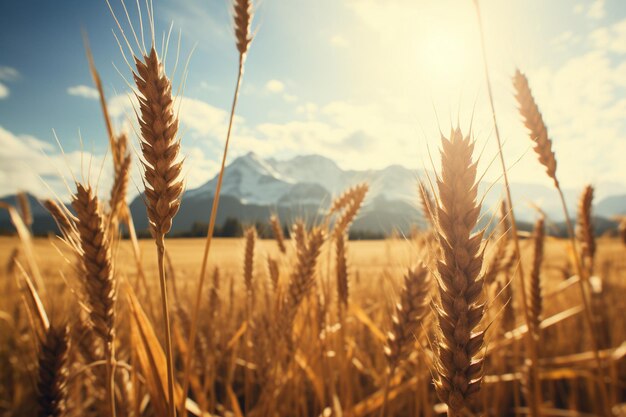 Photo autumun scenery with a wheat field