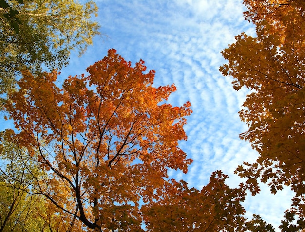 Aututmn tree branches under sky