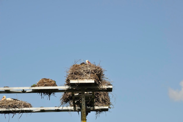 Avairo stork nest in Portugal