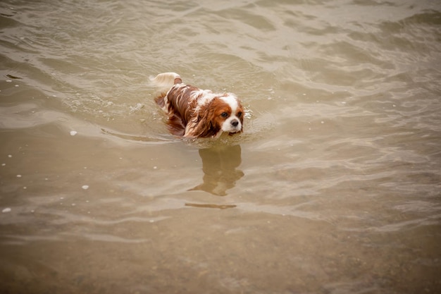 Ð¡avalier king charles spaniel dog swims in lake on summer day
during trip out of town. pets. thoroughbred dogs. strolls. rest
with pet. animal care.vacations.