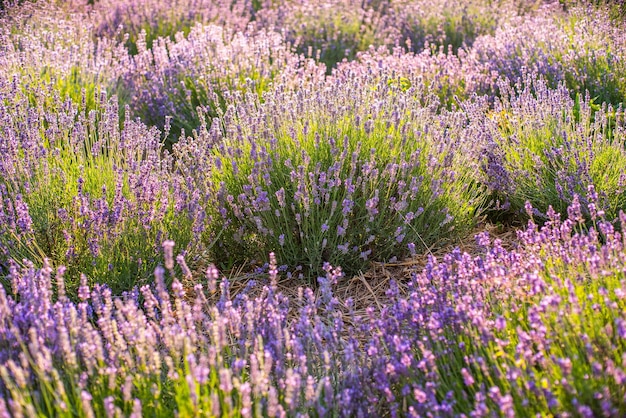 Кусты авендера на поле на восходе солнца прекрасный фон Фиолетовые цветы