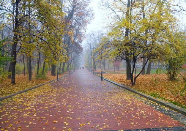 Avenue in autumn dull city park