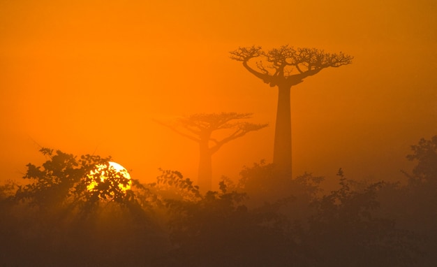 Viale dei baobab all'alba nella nebbia in madagascar