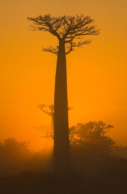 Avenue of baobabs at dawn in the mist in Madagascar