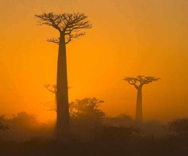 Avenue of baobabs at dawn in the mist in Madagascar