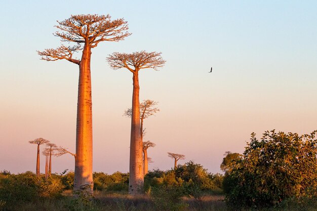 Avenue of the baobas and the free bird