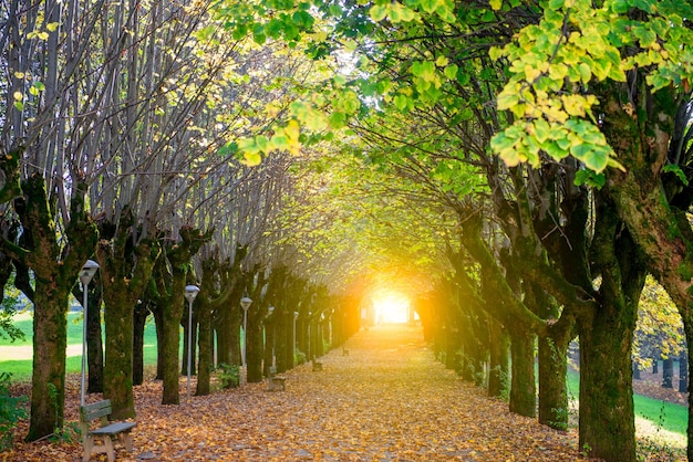 Avenue lined with colorful leaves