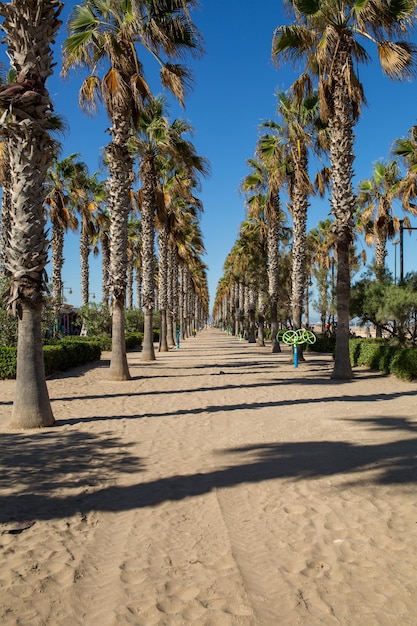 Аллея пальм в жаркий летний день в курортном городке Пальмовая роща на набережной Валенсии