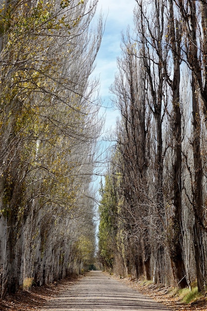 Avenue of poplar trees