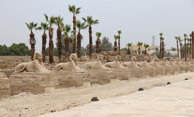 Avenue of Sphinxes in Luxor Temple Luxor Egypt