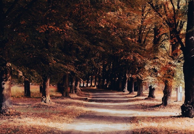 Viale degli alberi all'inizio dell'autunno