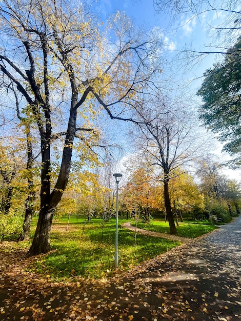 秋の公園の黄色い木の通り