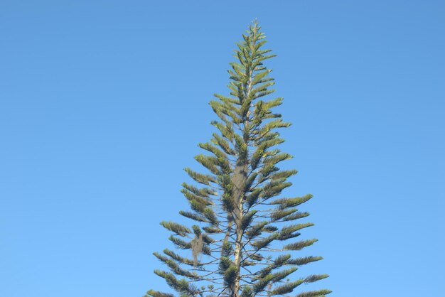 Foto albero alto medio