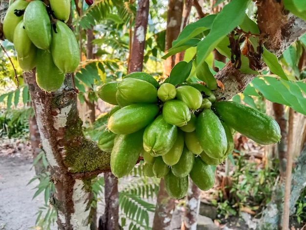 Photo averrhoa bilimbi or belimbing wuluh also known as bilimbi cucumber tree or tree sorrel