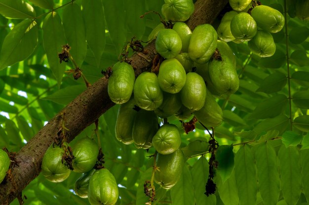 나무에 매달려 있는 Averrhoa bilimbi는 일반적으로 bilimbi, 오이 나무 또는 나무 밤색으로 알려져 있으며 Averrhoa 속의 과일을 맺는 나무, 건강을 위한 많은 이점과 비타민, 선별된 초점