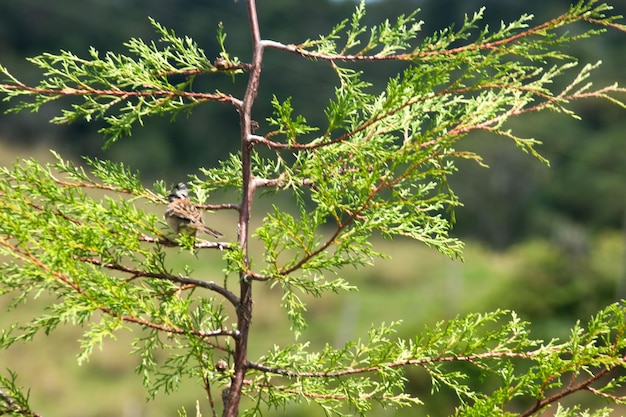 Photo aves de colombia