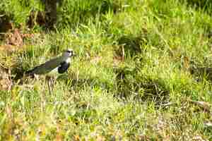 Photo aves de colombia