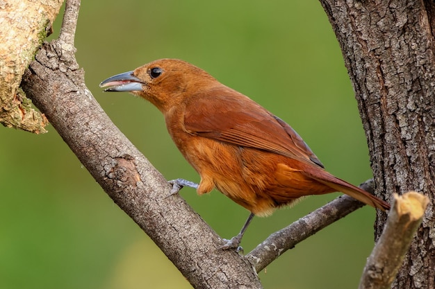 写真 アーゼンチナの自然鳥