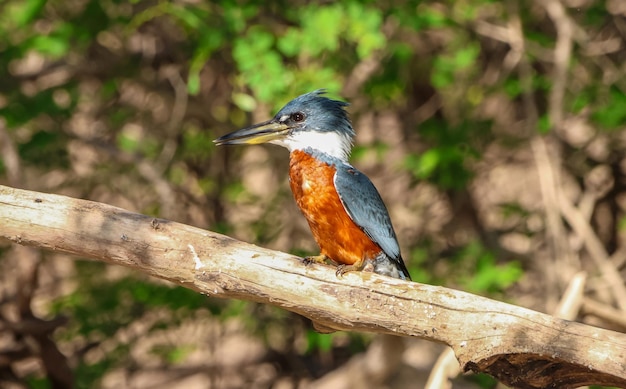 Foto natura aves formosa argentina