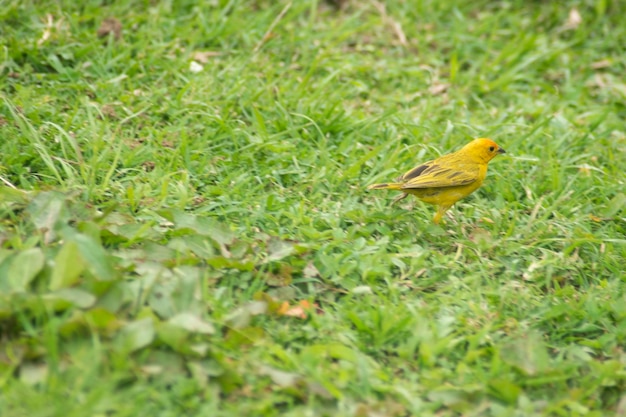 aves y palomas