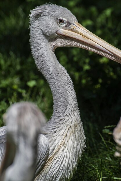 鳥ペリカン、巨大なくちばしを持つ鳥