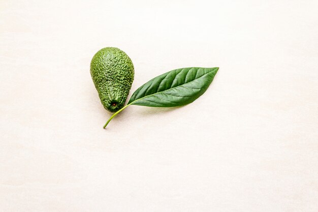 Avocado and avocado leaf