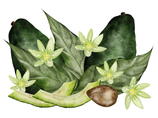 Photo avocado clipart ripe exotic fruits in a composition with leaves and flowers botanical illustration