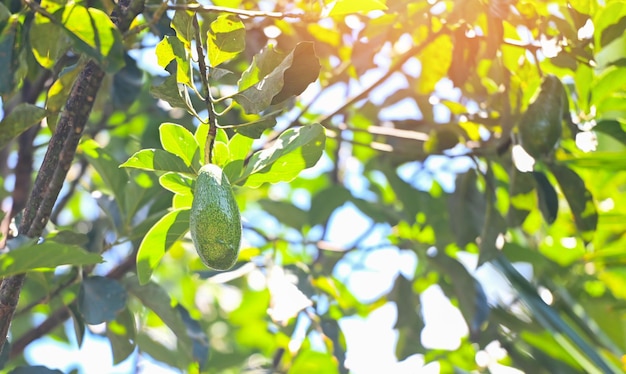 夏の新鮮な緑のアボカドのアボカドの木にアボカドの果実がぶら下がっています