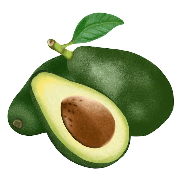 avocado fruit illustratie