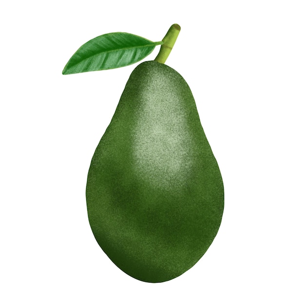 Avocado fruit illustration