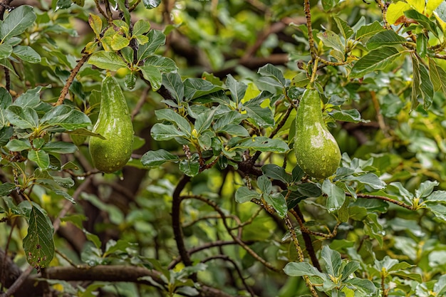 Avocado Fruit Tree