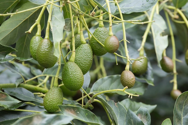 Avocado fruits on the tree ready for harvest Hass avocado