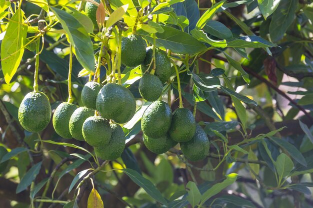 Photo avocado garden